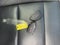 2022 GMC Yukon 4WD 4dr SLT