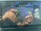 2019 RAM 1500 Classic Tradesman 4x2 Crew Cab 5'7" Box